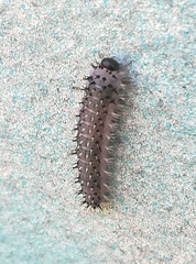 Eupareophora exarmata