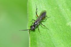 Dolichurus