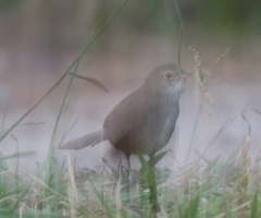 Dasyornis brachypterus