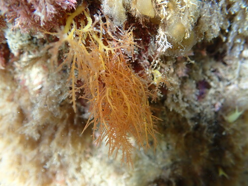 Pterocladiella observed 2026-10-28