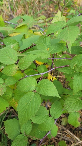Rubus observed 2026-10-29