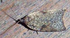 Meritastis