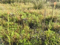 Castilleja minor stenantha