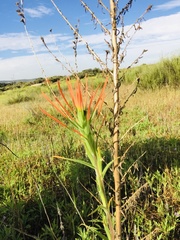 Castilleja minor stenantha