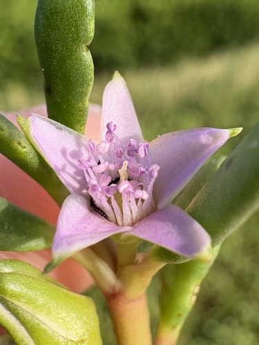 Sesuvium portulacastrum observed 2026-10-20