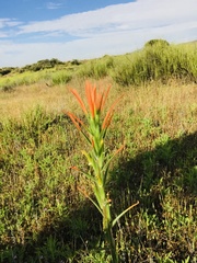 Castilleja minor stenantha