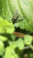 Condylostylus armipes