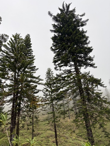 Araucaria columnaris observed 2026-10-21