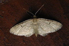 Eupithecia indigata