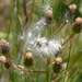 Senecio squarrosus - Photo (c) Russell Best, some rights reserved (CC BY), uploaded by Russell Best