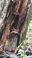 Plestiodon laticeps