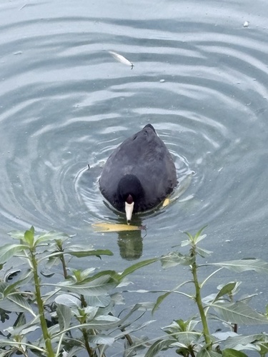 Fulica americana observed 2026-10-29