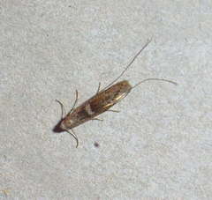 Ceromitia iolampra