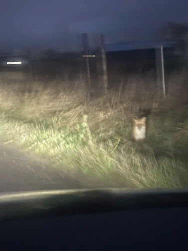 Vulpes vulpes photograph by the iNaturalist community