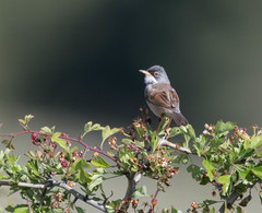 Curruca conspicillata