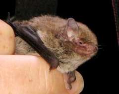 Vespadelus vulturnus