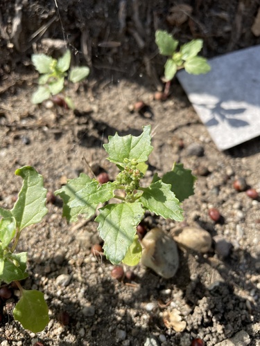 Chenopodiastrum murale observed 2026-10-29