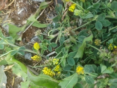 Medicago lupulina
