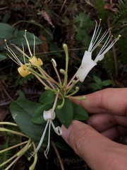 Lonicera macrantha