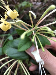 Lonicera macrantha