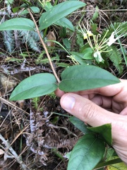 Lonicera macrantha