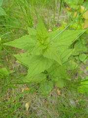 Campanula trachelium