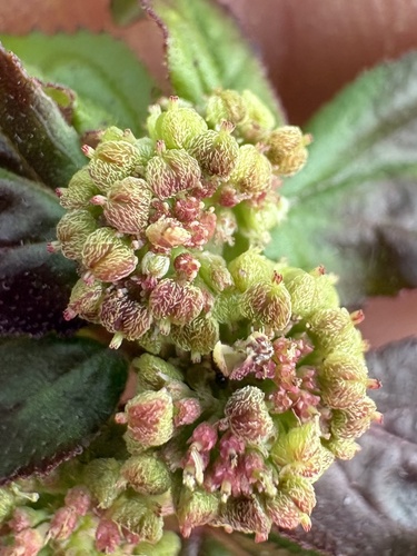 Euphorbia hirta observed 2026-10-21