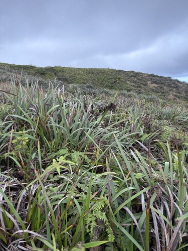 Machaerina angustifolia observed 2026-10-21