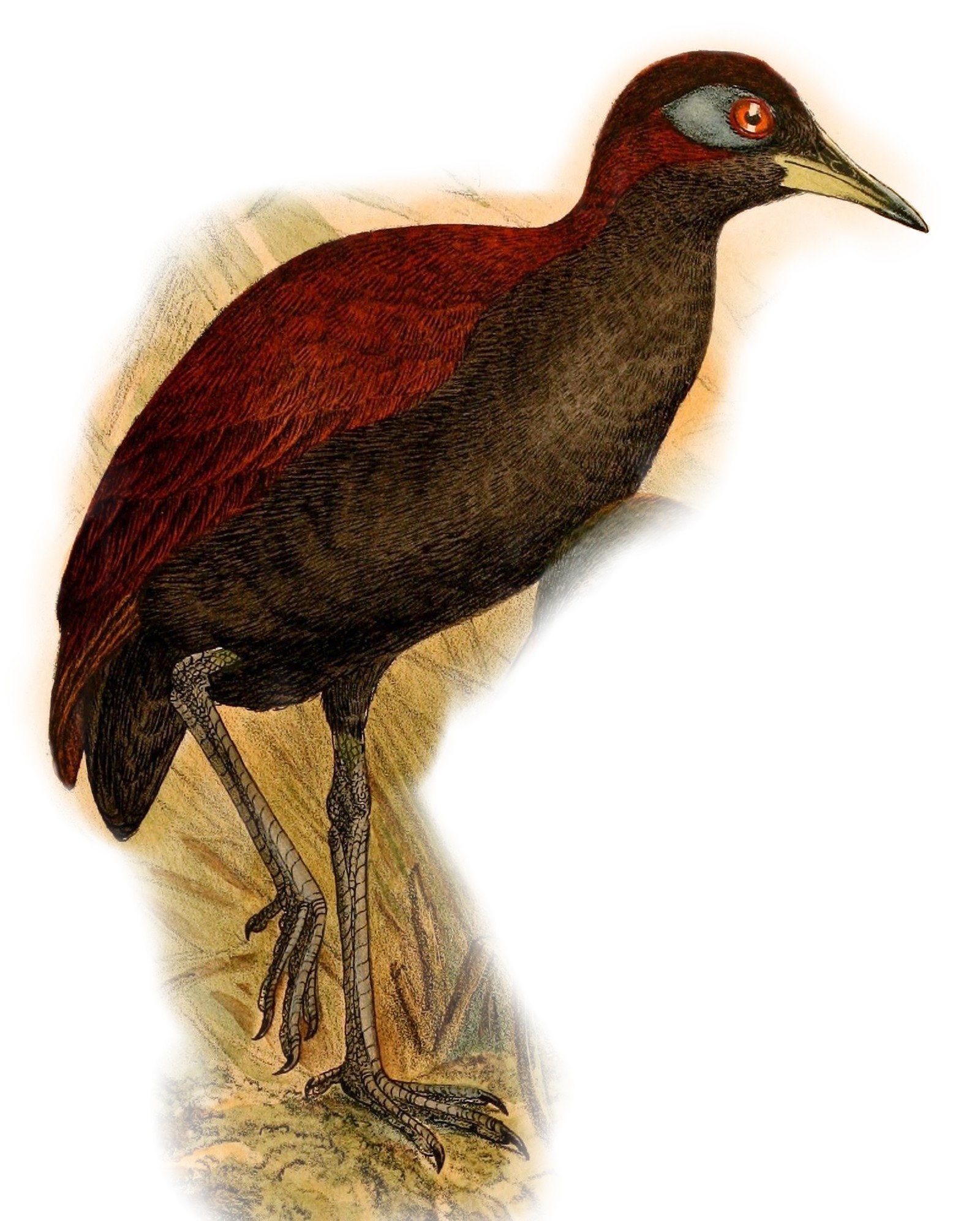 Blue-faced Rail (Gymnocrex rosenbergii) · iNaturalist