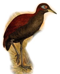 Blue-Faced Rail photo 1