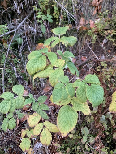 Rubus observed 2026-10-29