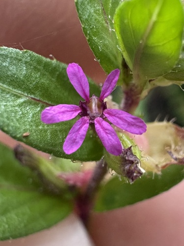Cuphea carthagenensis observed 2026-10-21