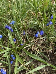 Scilla siberica