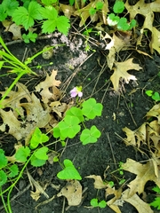Oxalis violacea