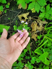 Oxalis violacea