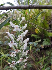 Habenaria monorrhiza