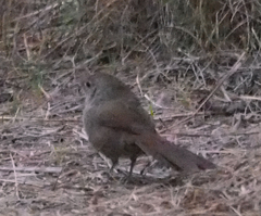 Dasyornis brachypterus