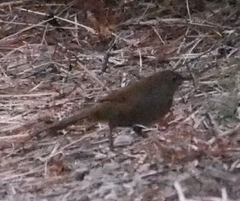 Dasyornis brachypterus