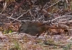 Dasyornis brachypterus