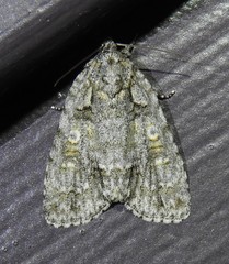 Acronicta ovata