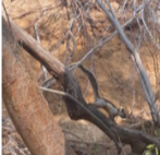 Sciurus variegatoides