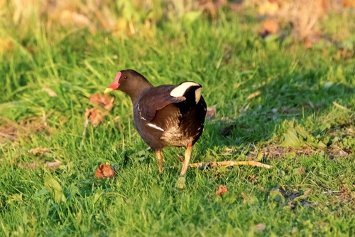 Gallinula chloropus observed 2026-10-29