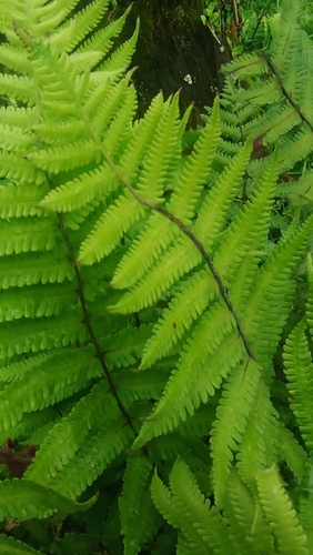 Christella dentata observed 2026-10-29