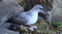 Procellaria cinerea