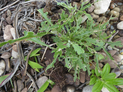 Senecio glomeratus glomeratus