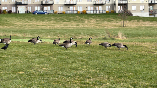 Branta observed 2026-10-29