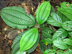 Miconieae