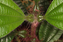 Miconieae