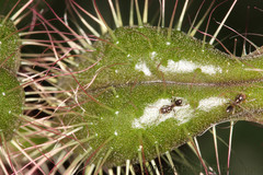 Miconieae