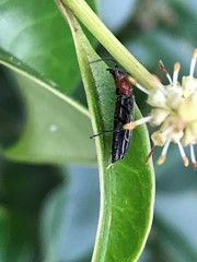 Stenosphenus dolosus